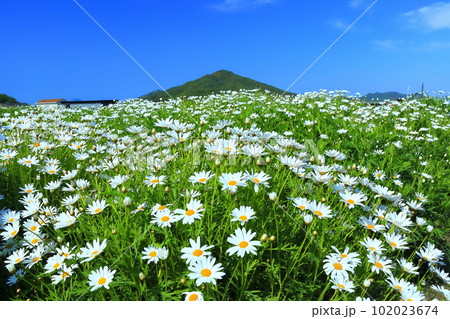 【香川県】フラワーパーク浦島の満開のマーガレット 【香川県】フラワーパーク浦島の満開のマーガレット 102023674