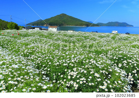 【香川県】フラワーパーク浦島の満開のマーガレット 【香川県】フラワーパーク浦島の満開のマーガレット 102023685