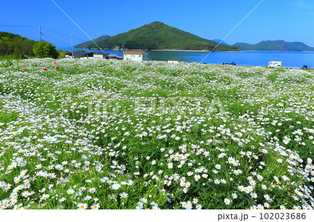 【香川県】フラワーパーク浦島の満開のマーガレット 【香川県】フラワーパーク浦島の満開のマーガレット 102023686