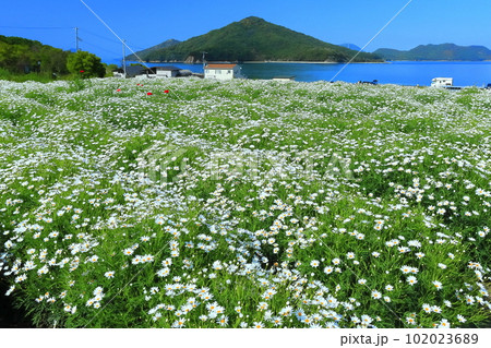 【香川県】フラワーパーク浦島の満開のマーガレット 【香川県】フラワーパーク浦島の満開のマーガレット 102023689