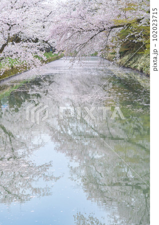 コロナ明けの弘前城外堀の桜 コロナ明けの弘前城外堀の桜 102023715