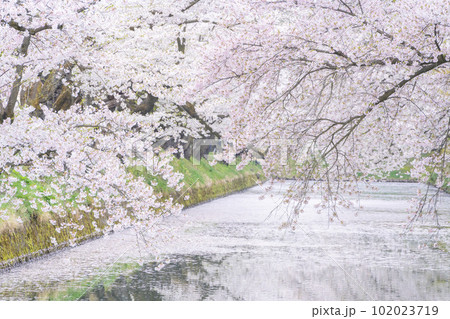 コロナ明けの弘前城外堀の桜 102023719