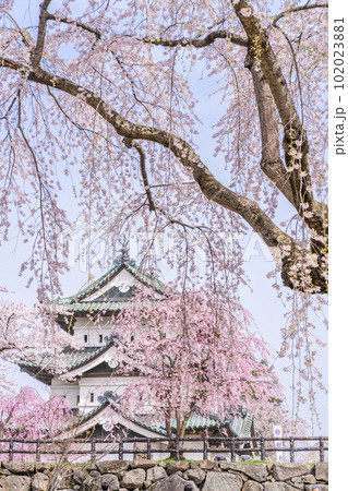 弘前城と枝垂れ桜 102023881