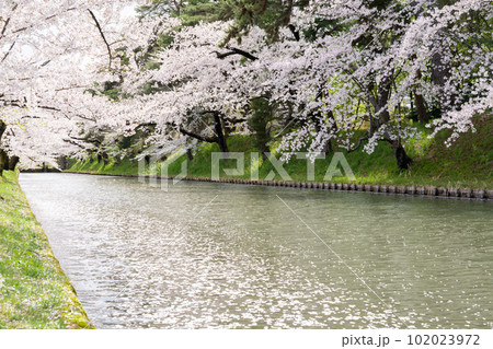 東北の春絶景　弘前城外堀の花筏 102023972