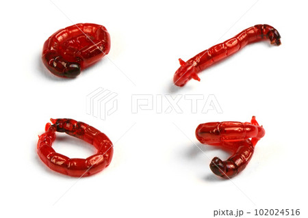 One larva bloodworm, bait for fishing, isolated on white background. Bloodworm close-up. Nozzle for fishing. Extremal close-up. Side view. One larva bloodworm, bait for fishing, isolated on white background. Bloodworm close-up. Nozzle for fishing. Extremal close-up. Side view. 102024516