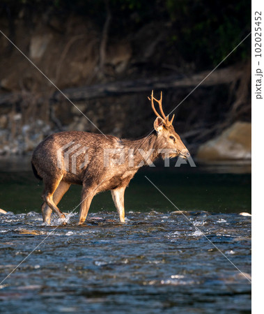 alert male sambar deer or rusa unicolor side profile walking in fast flowing ramganga river water in winter morning light at dhikala zone of jim corbett national park forest reserve uttarakhand india alert male sambar deer or rusa unicolor side profile walking in fast flowing ramganga river water in winter morning light at dhikala zone of jim corbett national park forest reserve uttarakhand india 102025452