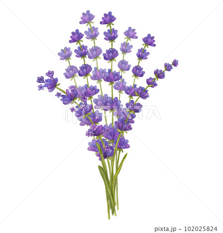 Bunch of lavender flowers. Floral aquarelle bouquet. Eco natural herbs. Watercolor illustration isolated on white background. For creating invitations, greeting and wedding cards 102025824