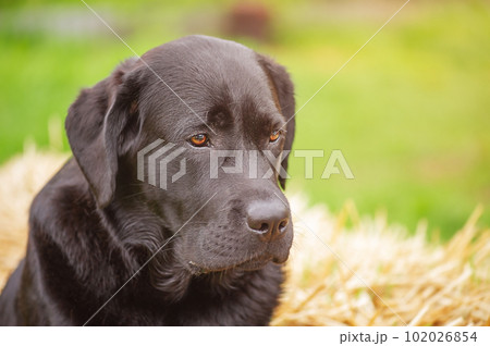 Black labrador retriever on a background of straw and green grass. Portrait of a dog, pet, animal. Black labrador retriever on a background of straw and green grass. Portrait of a dog, pet, animal. 102026854