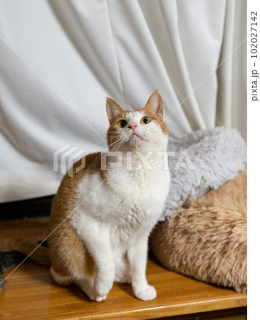 見つめる猫　茶トラ白 102027142