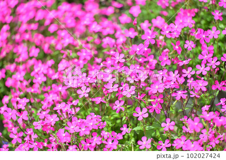 春の濃ピンクの花、芝桜、しばざくら。 102027424