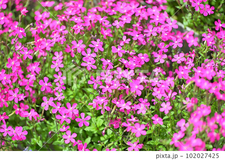 春の濃ピンクの花、芝桜、しばざくら。 102027425