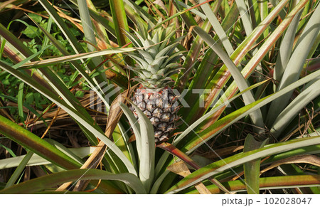 Close up of pineapple fruit in farm, Harvest time Close up of pineapple fruit in farm, Harvest time 102028047