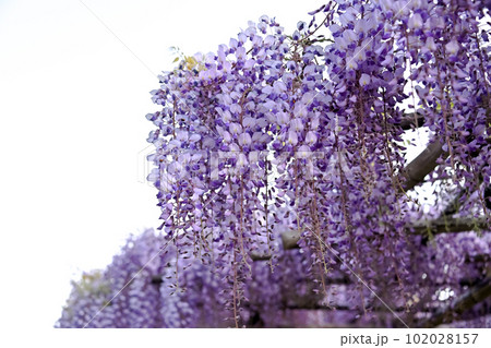 藤の花 102028157