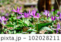 カタクリ 102028211