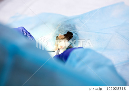 Vet making surgery with ill rat on surgical table in vet clinic. Doctors hand with thread and needle. Taking care after pet's health 102028318