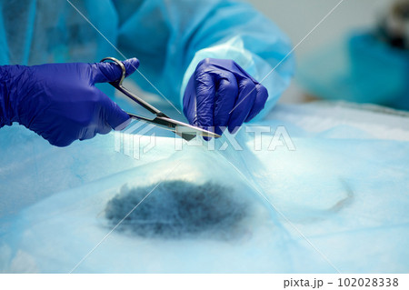 Doctor, vet making surgery with ill rat on surgical table in vet clinic. Surgergeon with instruments. Taking care after pet's health Doctor, vet making surgery with ill rat on surgical table in vet clinic. Surgergeon with instruments. Taking care after pet's health 102028338