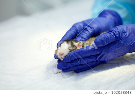 Doctor, vet taking care ater ill rat. Animal lying on surgery table. Surgeonist preparing pet for operation. Taking care after animals Doctor, vet taking care ater ill rat. Animal lying on surgery table. Surgeonist preparing pet for operation. Taking care after animals 102028348