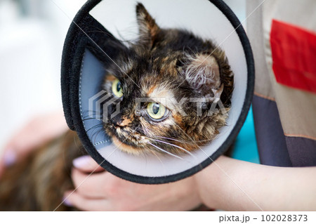 Cat wearing funnel medical collar after sterilization operation in vet clinic. Domestic cat after surgery in vet clinic 102028373