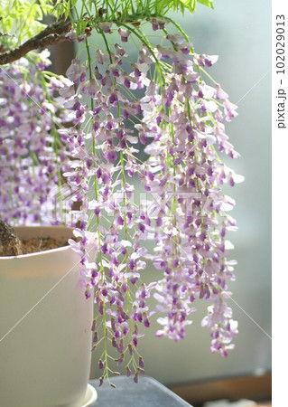藤の花 藤の花 102029013