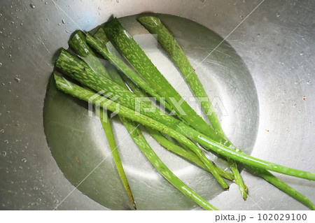 Fresh aloe vera with fresh water in basin 102029100