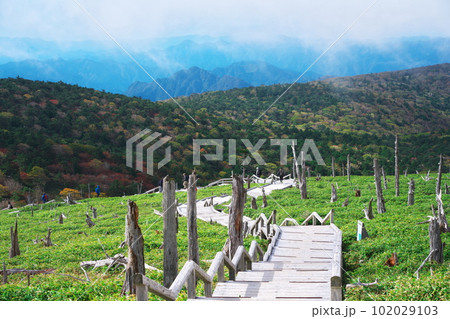 秋の吉野熊野国立公園　立ち枯れの樹々広がる正木峠から正木ヶ原への道 102029103