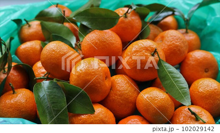 ripe tangerines in an orange peel with leaves on twigs in a plastic green bag close-up, citrus fruits in an open package bought in a store or market 102029142