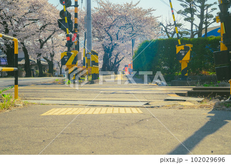 【城前の桜並木】飯田線・宮木駅の城前踏切の情景【上伊那郡辰野町伊那富】 102029696