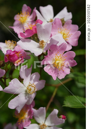 ノイバラの花 学名: Rosa multiflora ノイバラの花 学名: Rosa multiflora 102030582