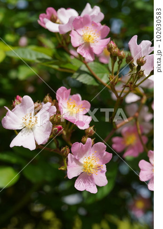 ノイバラの花　学名: Rosa multiflora 102030583