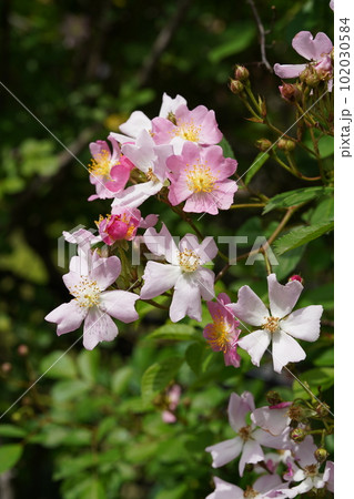 ノイバラの花　学名: Rosa multiflora 102030584