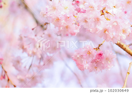 桜 102030649