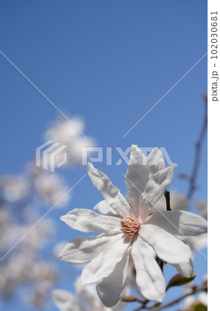 青空に映えるシデコブシ（四手辛夷、学名：Magnolia stellata）の花 102030681