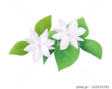 水彩調でリアルなピカケ（マツリカ）の花（葉あり）のイラスト 102030762