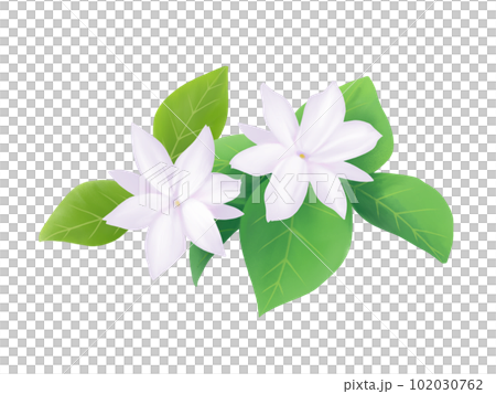 水彩調でリアルなピカケ（マツリカ）の花（葉あり）のイラスト 102030762