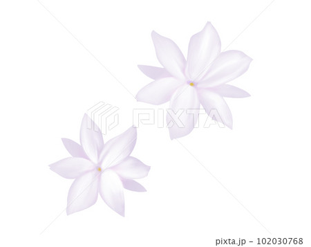リアルな2輪のピカケ(マツリカ)の花のイラスト リアルな2輪のピカケ(マツリカ)の花のイラスト 102030768