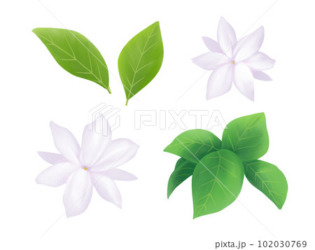 リアルなピカケ(マツリカ)の花と葉のイラストセット(水彩) リアルなピカケ(マツリカ)の花と葉のイラストセット(水彩) 102030769