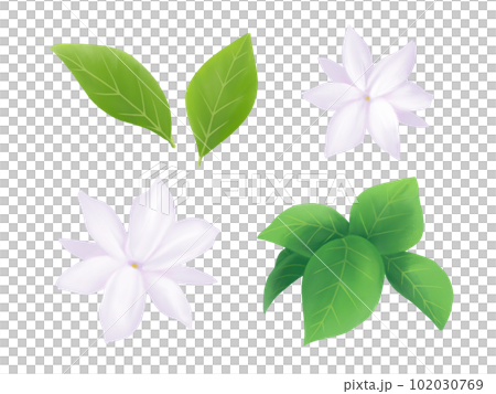 リアルなピカケ(マツリカ)の花と葉のイラストセット(水彩) リアルなピカケ(マツリカ)の花と葉のイラストセット(水彩) 102030769