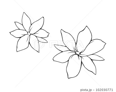 How To Draw Jasmine Flower For Kids @ Howtodraw.pics