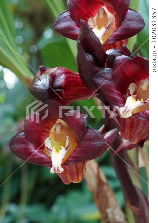 エンレイショウキラン(延齢鐘馗蘭) Acanthephippium pictum エンレイショウキラン(延齢鐘馗蘭) Acanthephippium pictum 102031357