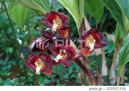 エンレイショウキラン（延齢鐘馗蘭）　Acanthephippium pictum 102031358