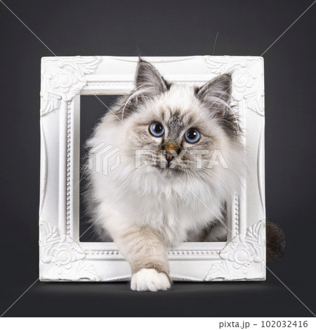 Sacred Birman on black background Sacred Birman on black background 102032416