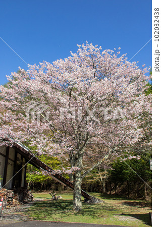 春の赤城森林公園 ふれあいの森のかすみ桜 春の赤城森林公園 ふれあいの森のかすみ桜 102032438