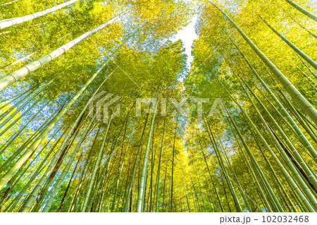 日本の横浜都市景観 黄色く染まる竹林。竹以外の樹木は新緑の季節で、緑色に染まっている=4月28日 日本の横浜都市景観 黄色く染まる竹林。竹以外の樹木は新緑の季節で、緑色に染まっている=4月28日 102032468