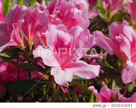 美しいツツジ　(azalea) 102032691