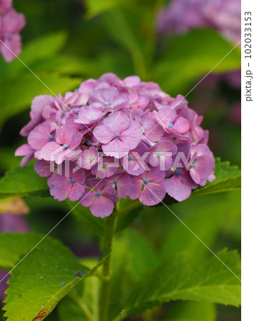 梅雨イメージ (アジサイ/hydrangea) 梅雨イメージ (アジサイ/hydrangea) 102033153
