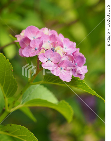 梅雨イメージ (アジサイ/hydrangea) 102033155