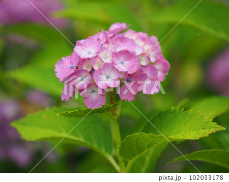 梅雨イメージ (アジサイ/hydrangea) 102033178