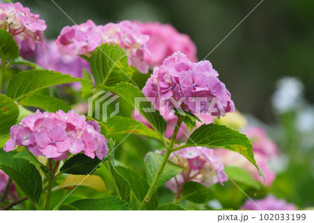 梅雨イメージ (アジサイ/hydrangea) 梅雨イメージ (アジサイ/hydrangea) 102033199