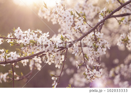 apple tree blossoms. bright and happy spring backdrop. apple tree blossoms. bright and happy spring backdrop. 102033333