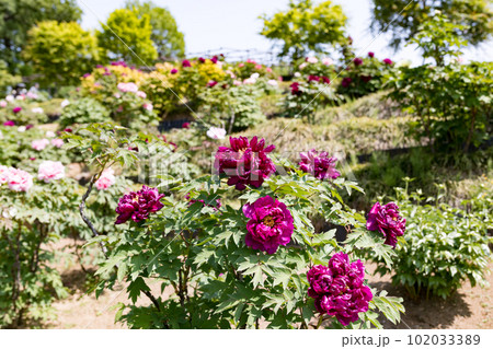 埼玉県東松山市　東松山ぼたん園 102033389